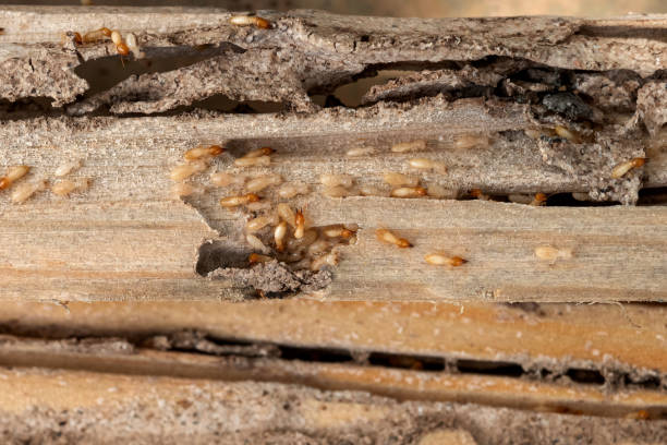 Best Flea Control Services  in Red Bud, IL